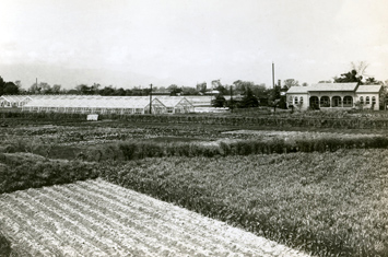 Chigasaki Breeding Station(1945)
